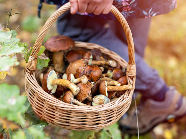 Foraging 101: Edible Plants and Mushrooms for Wild Cooking